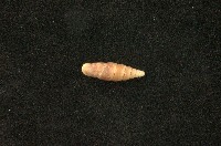 藏品(似謝氏煙管蝸牛)的圖片